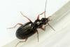 Bembidion decorum